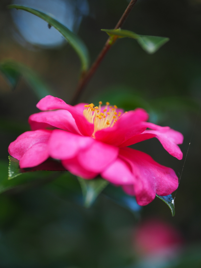 神社の山茶花