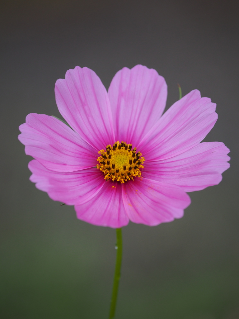 一つの花