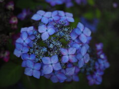 公園の紫陽花　Ⅲ