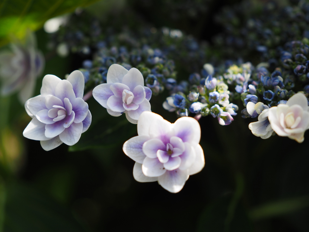 八重の装飾花