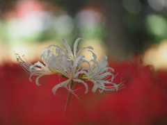 紅から白花