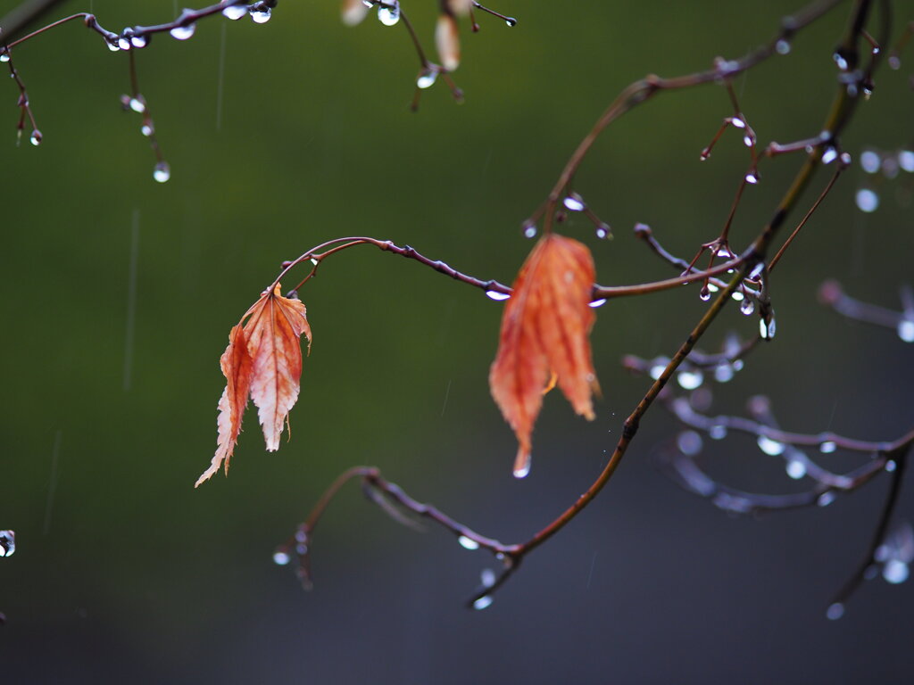三月の雨　Ⅰ