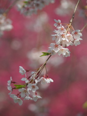 紅梅と枝垂れ桜　Ⅱ