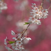 紅梅と枝垂れ桜　Ⅱ