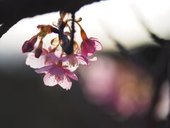 夕暮れの河津桜　Ⅰ