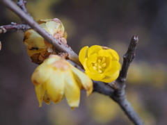 花芯が…