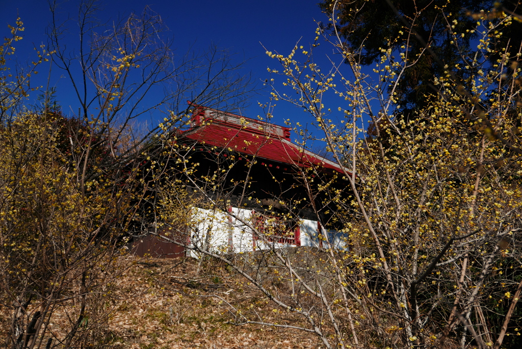 神社と蠟梅　