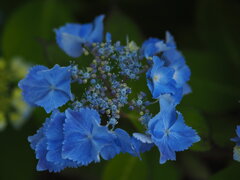 公園の紫陽花　Ⅱ