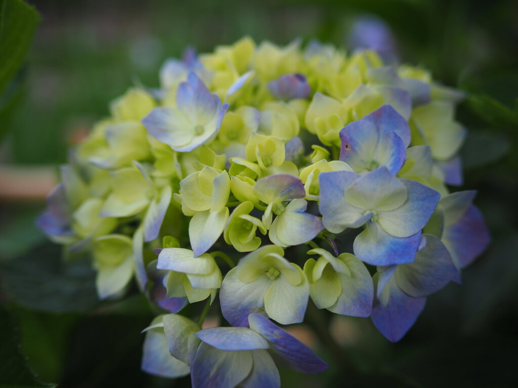 公園の紫陽花