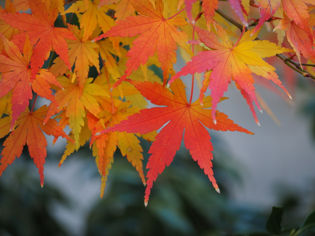 師走の紅葉