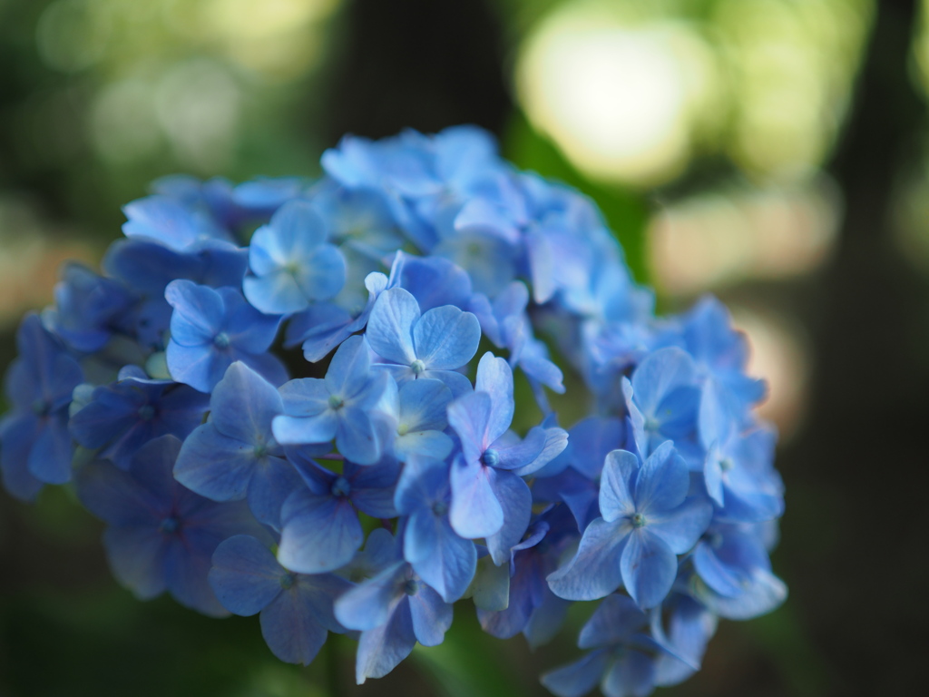 森の紫陽花