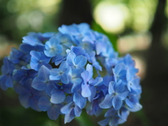 森の紫陽花
