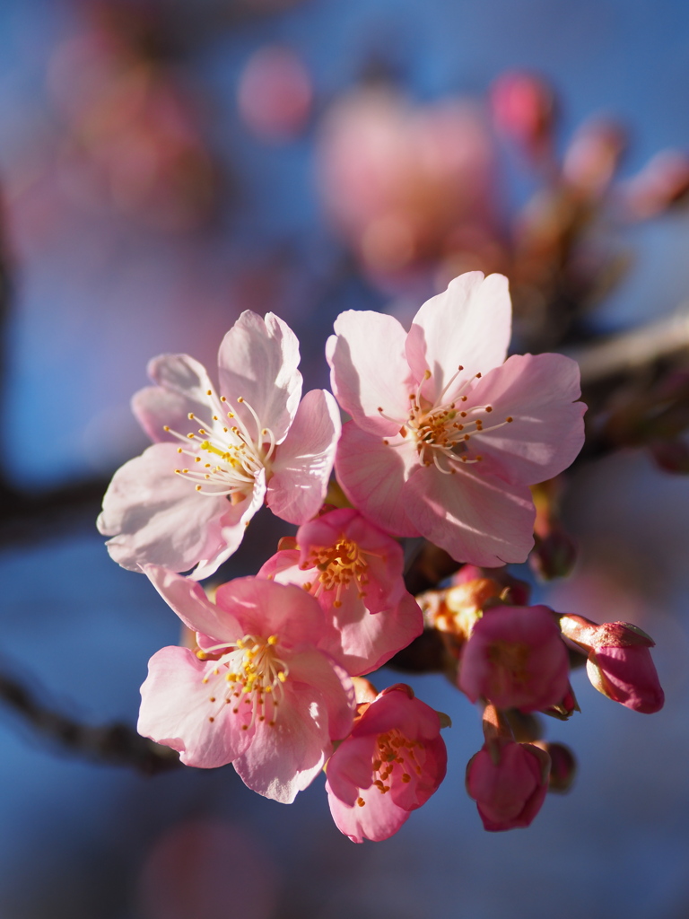 慈眼寺の河津桜