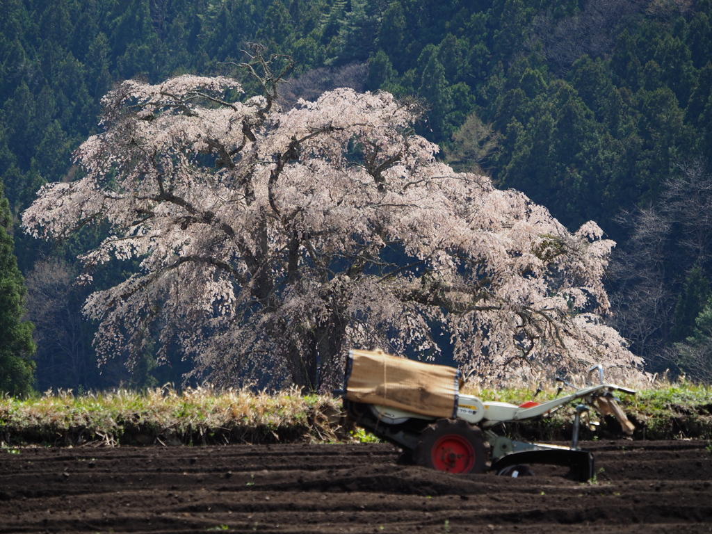 苗代桜