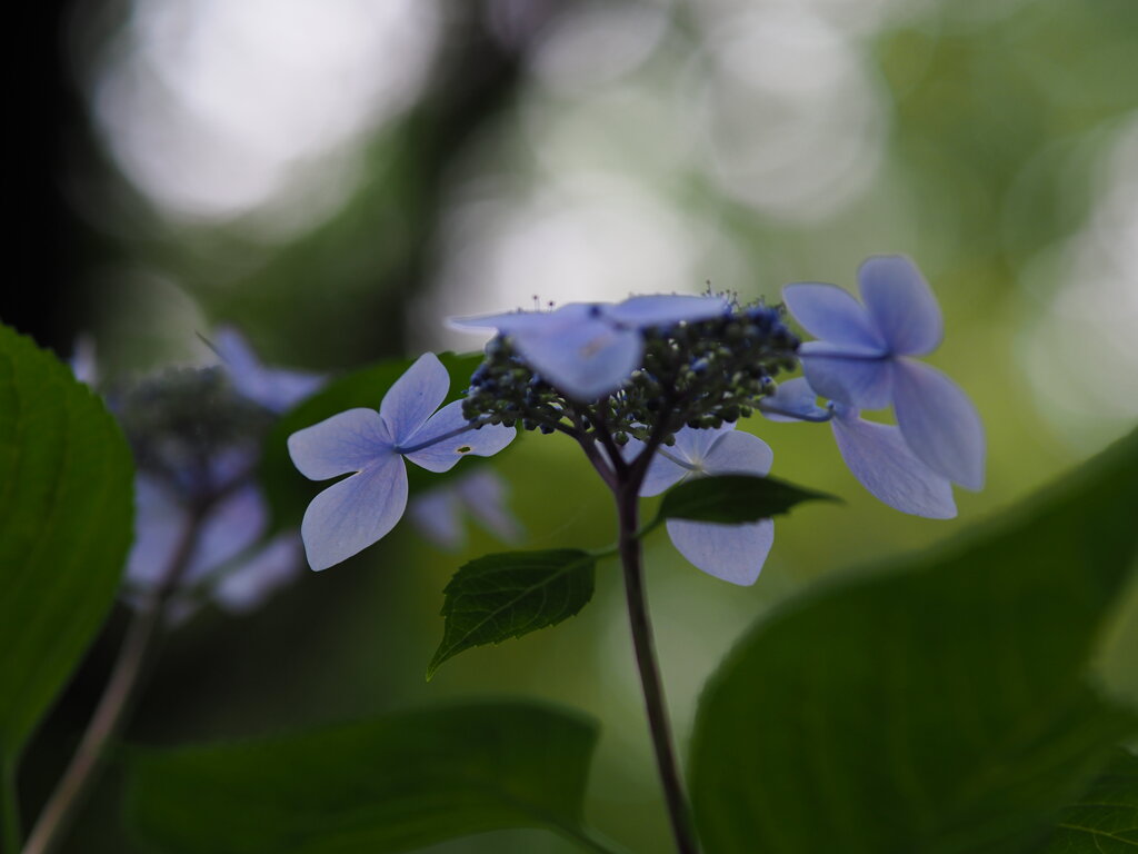 見上げた紫陽花