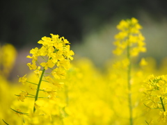 lemon yellow