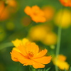 黄花秋桜