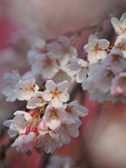 不動寺の枝垂れ桜