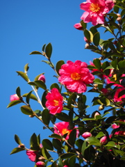 青空に山茶花