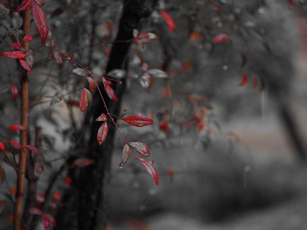 三月の雨　Ⅳ