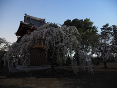 慈眼寺の夜桜