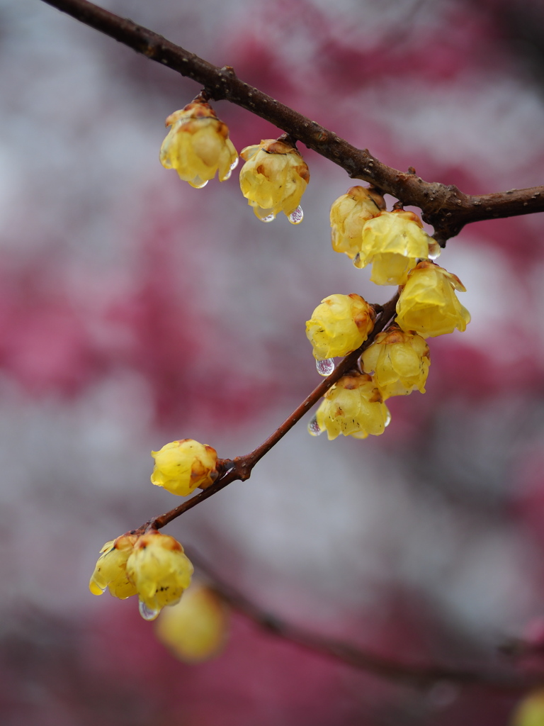 雨の蝋梅