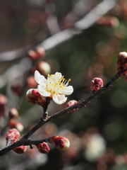 開花進んだかな…