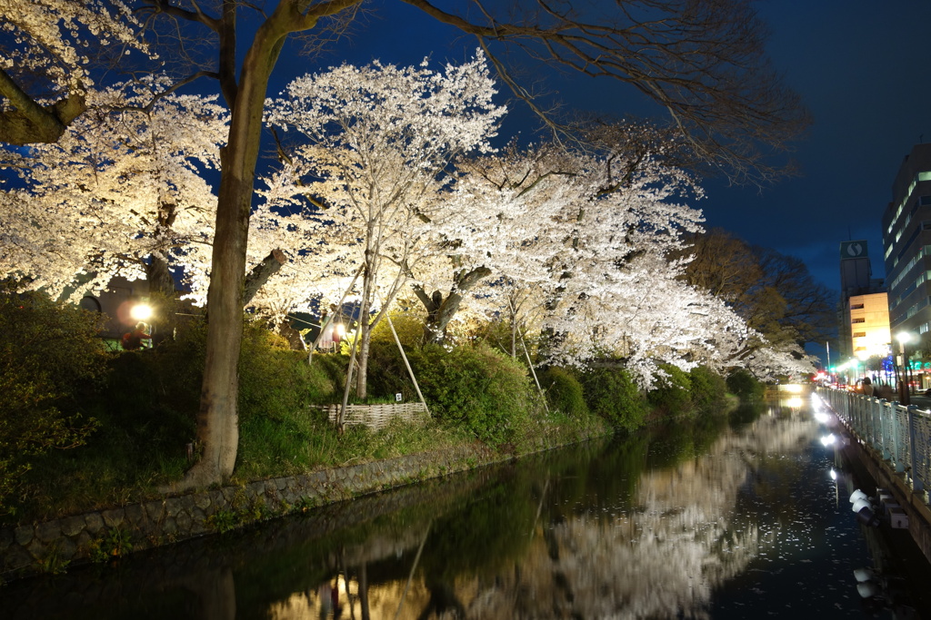 お堀端の桜