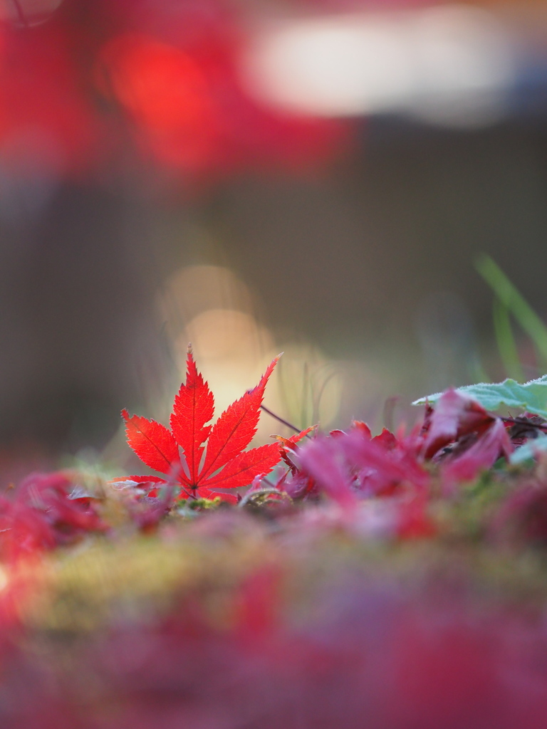 樹上と地上の紅葉