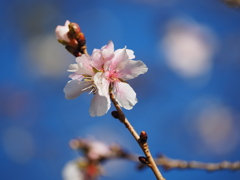 秋空に冬桜