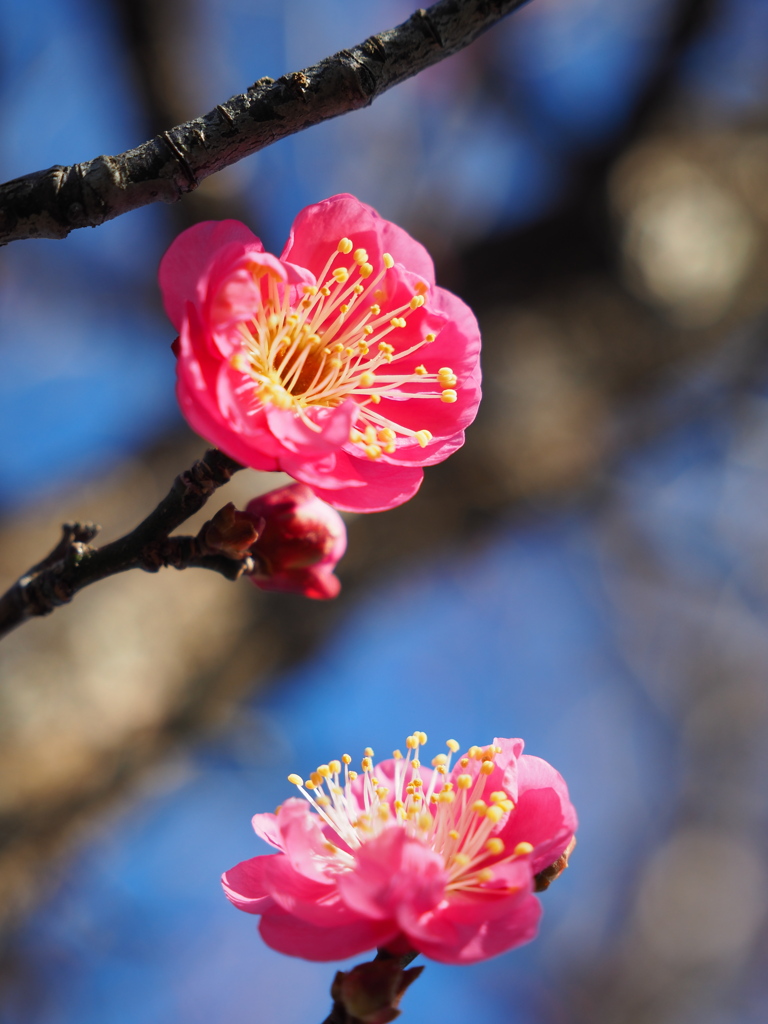 寒紅梅開花