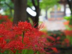 門前の彼岸花