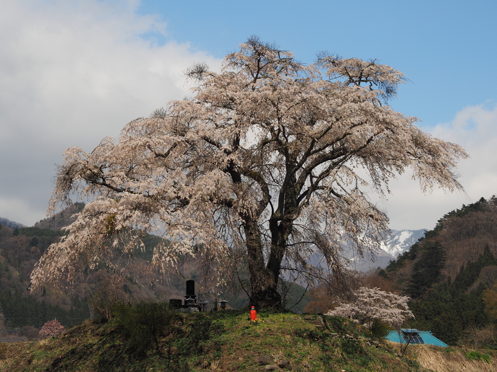 上発知のしだれ桜　Ⅱ