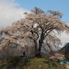 上発知のしだれ桜　Ⅱ