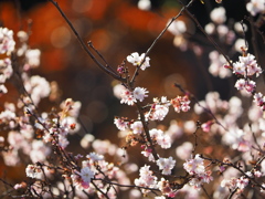 紅葉と冬桜