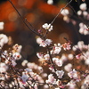 紅葉と冬桜
