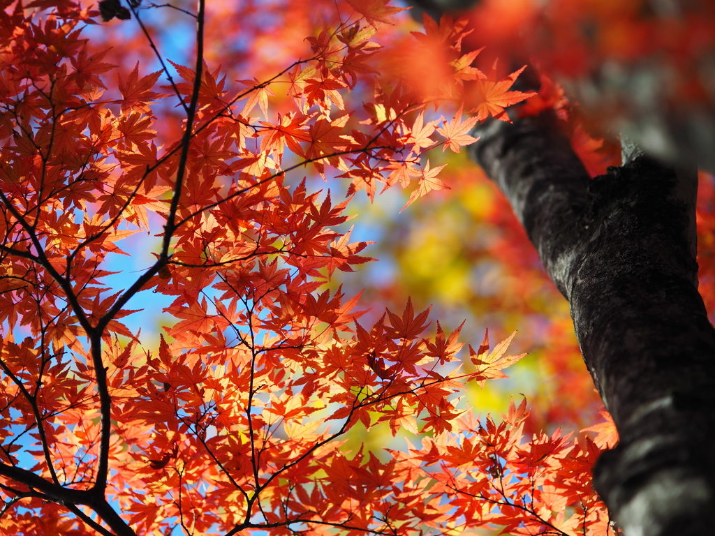 見上げた紅葉