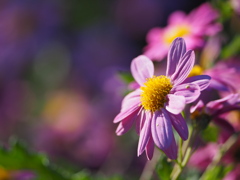 野紺菊