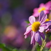 野紺菊