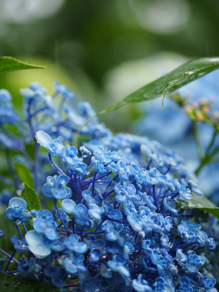 雨を湛える