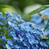 雨を湛える