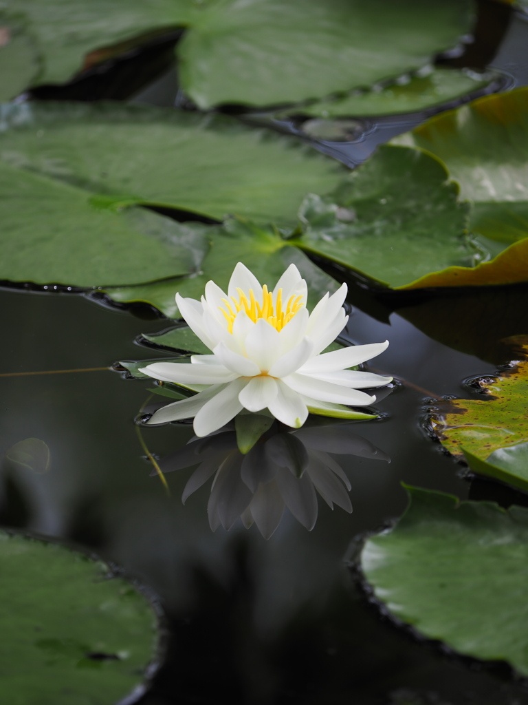 木陰に咲く