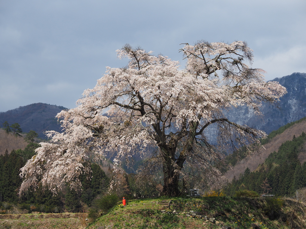 上発知のしだれ桜