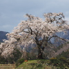 上発知のしだれ桜