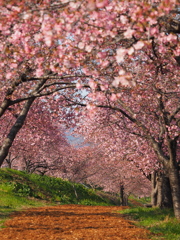 かわづ桜の丘