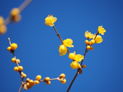 青空に黄色い花