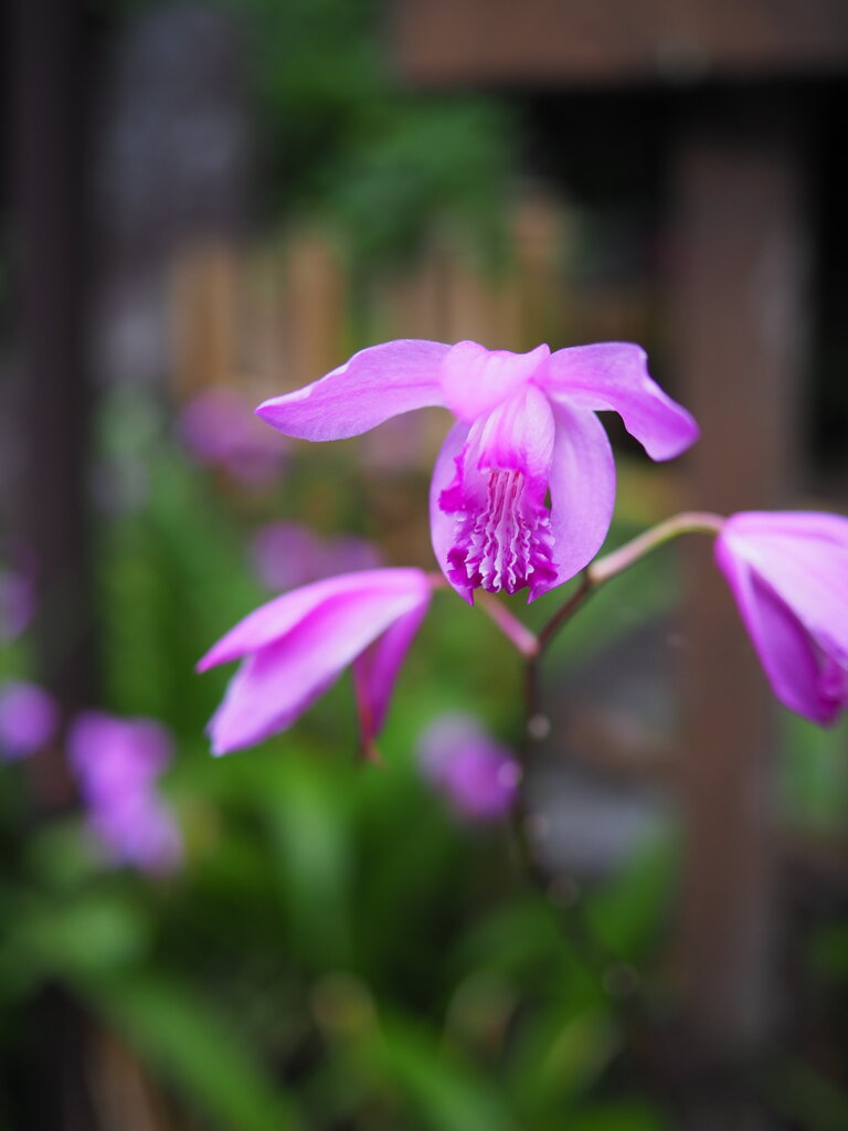 紫蘭