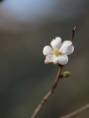 桜山公園の冬桜　Ⅱ