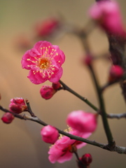 箕郷の紅梅