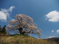 発知の苗代桜